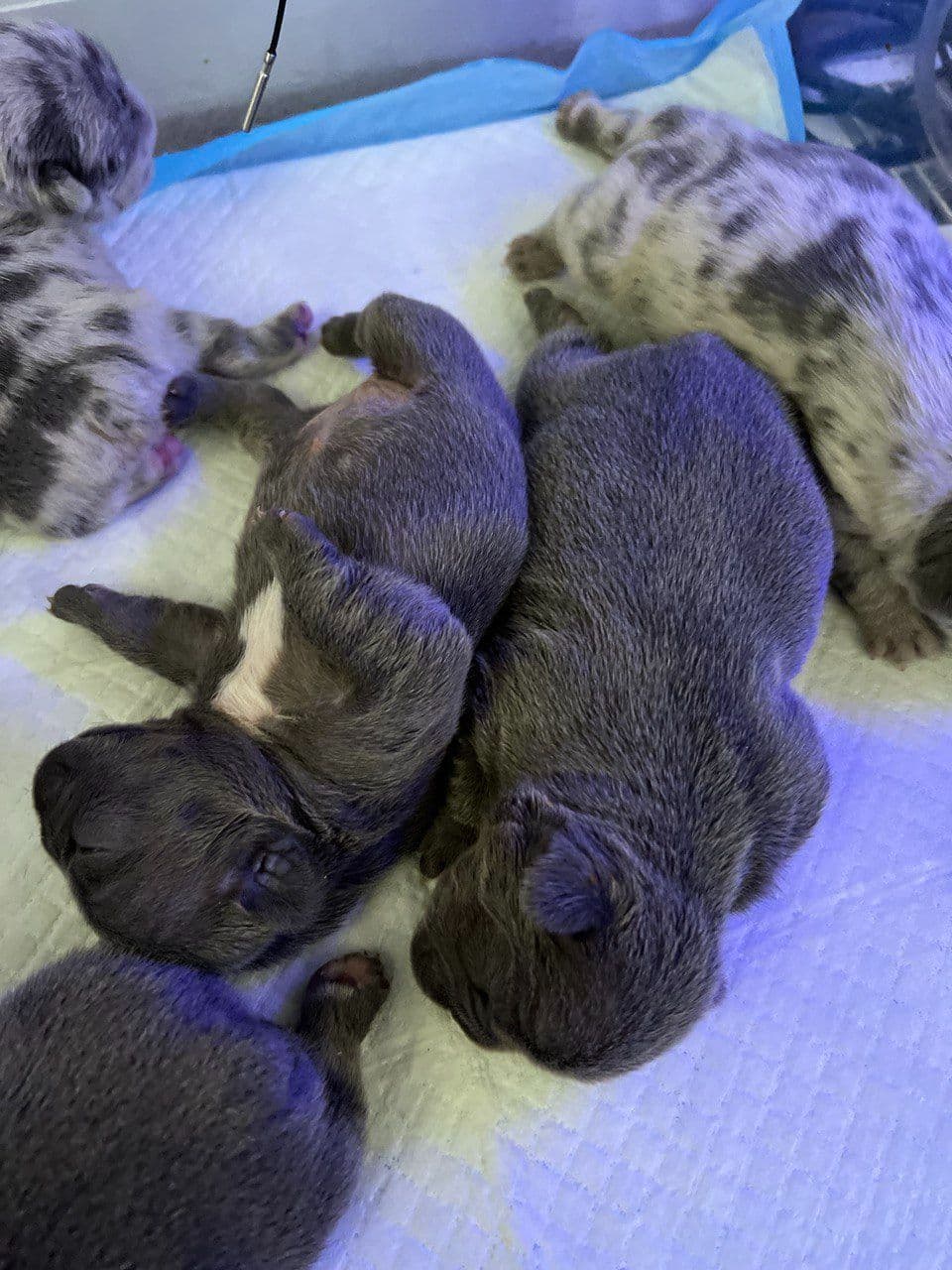 French Bulldog Puppies breeder image 16