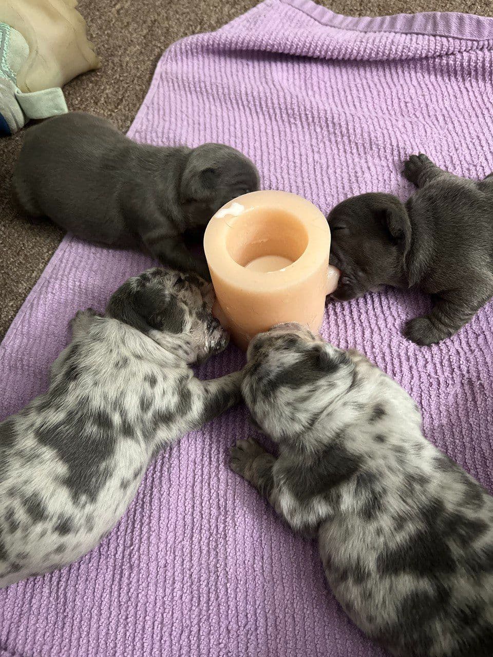French Bulldog Puppies breeder image 18