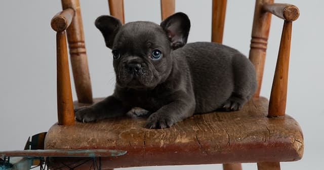 French Bulldog Puppies media 2