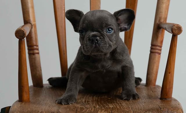 French Bulldog Puppies media 3
