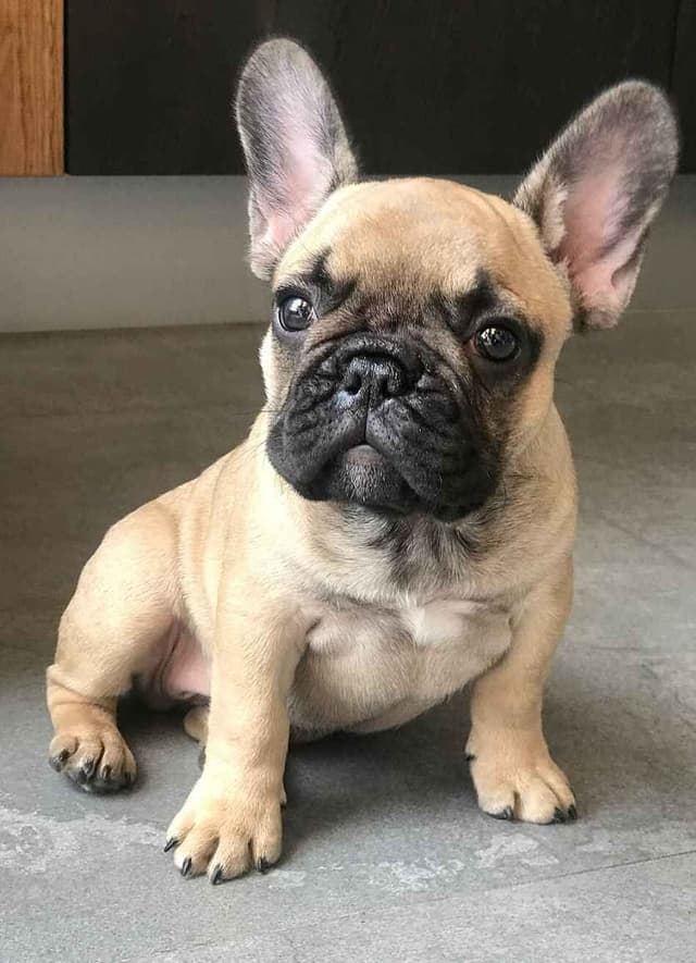 French Bulldog Puppies media 4