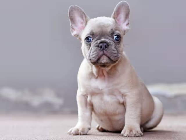 French Bulldog Puppies media 5
