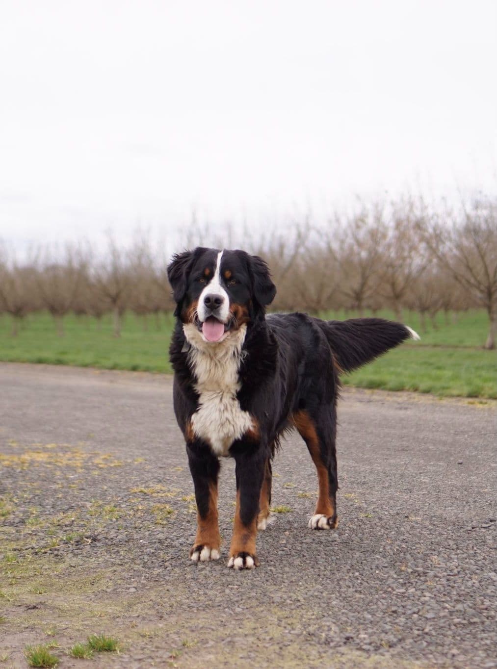 Bernese Mountain Dog Puppies breeder image 1