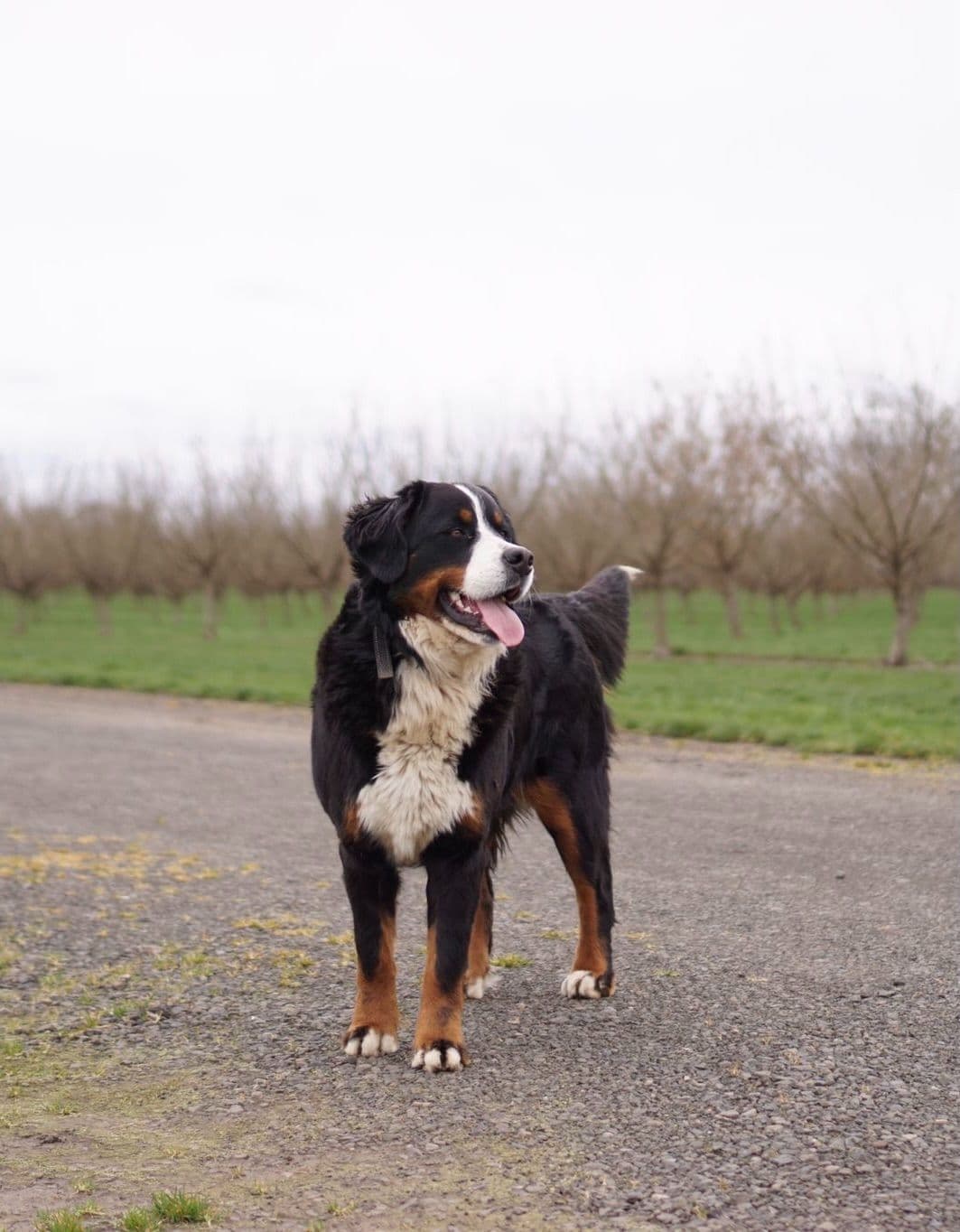 Bernese Mountain Dog Puppies breeder image 2