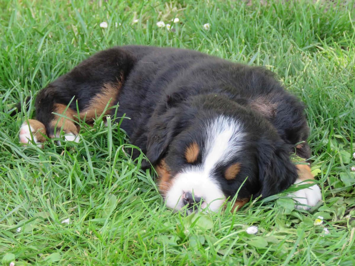 Bernese Mountain Dog Puppies breeder image 4