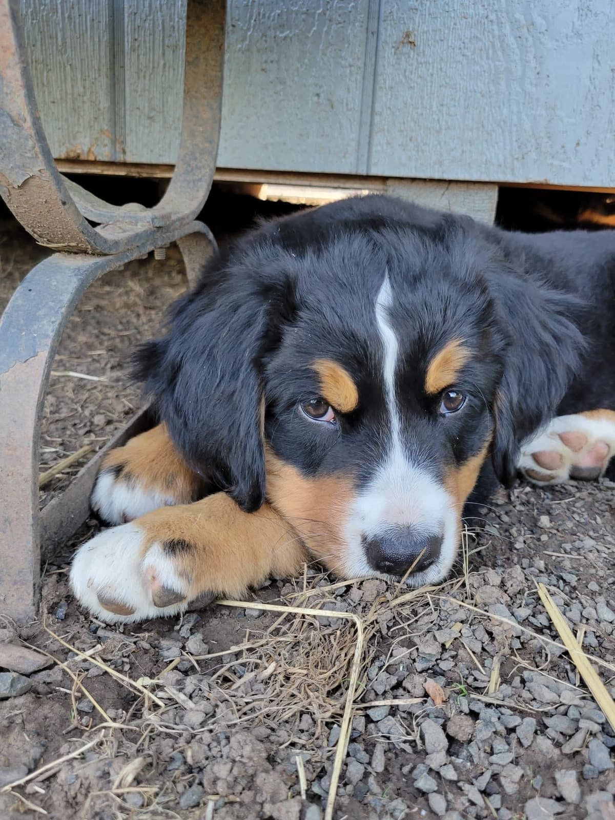 Bernese Mountain Dog Puppies breeder image 5