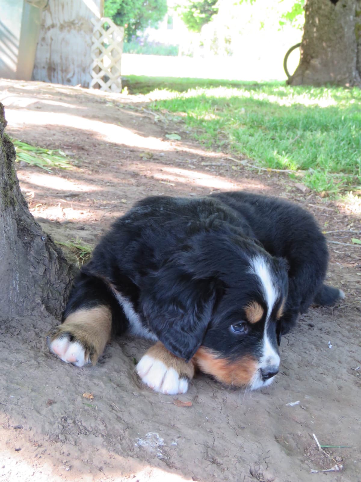 Bernese Mountain Dog Puppies breeder image 6