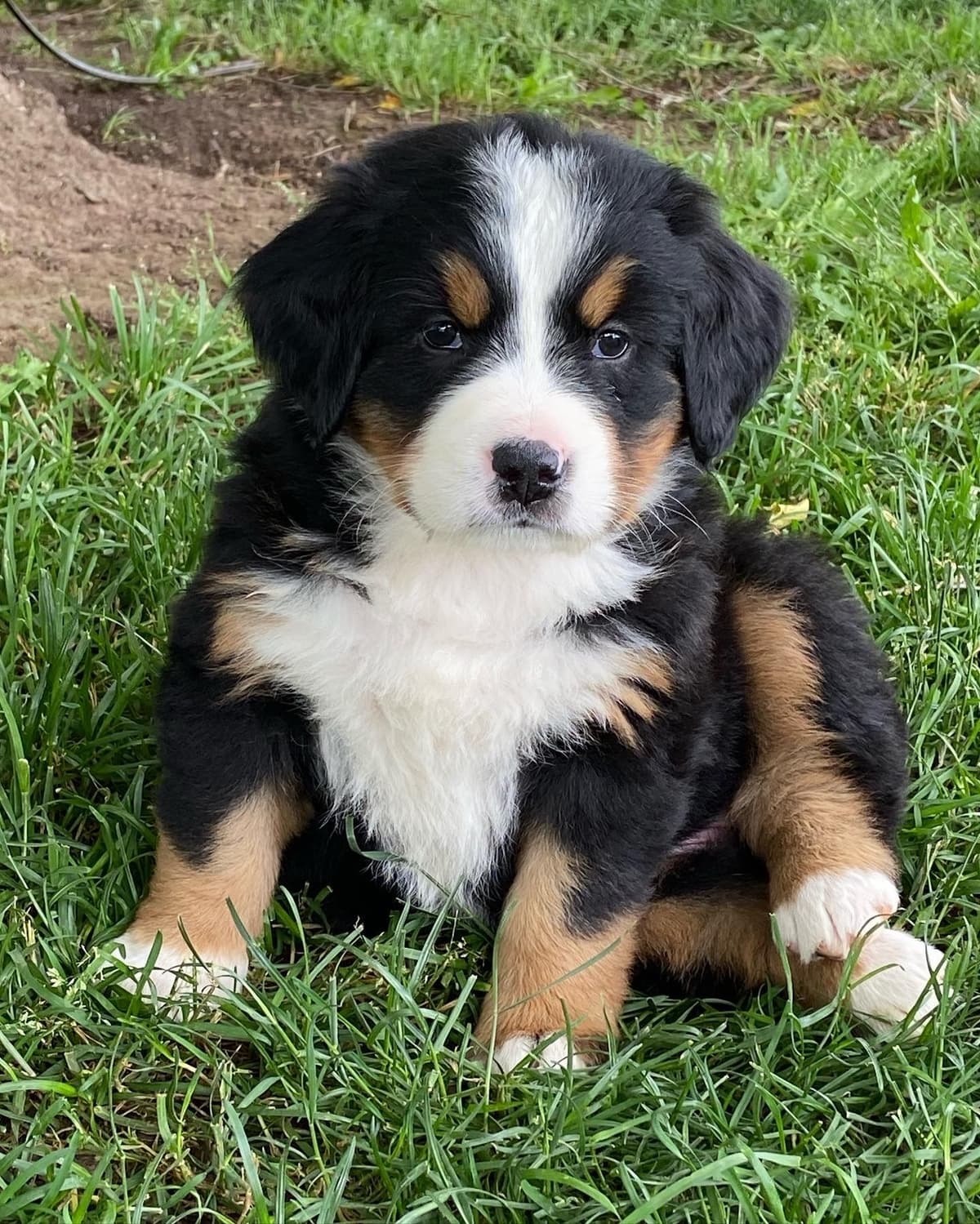 Bernese Mountain Dog Puppies breeder image 7