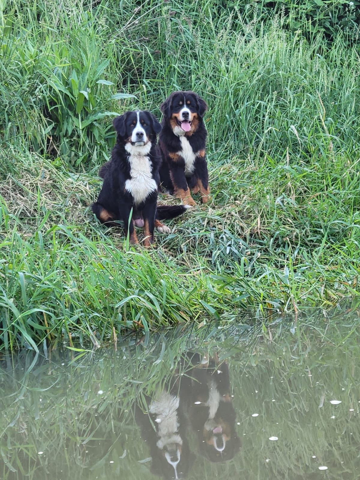 Bernese Mountain Dog Puppies breeder image 8