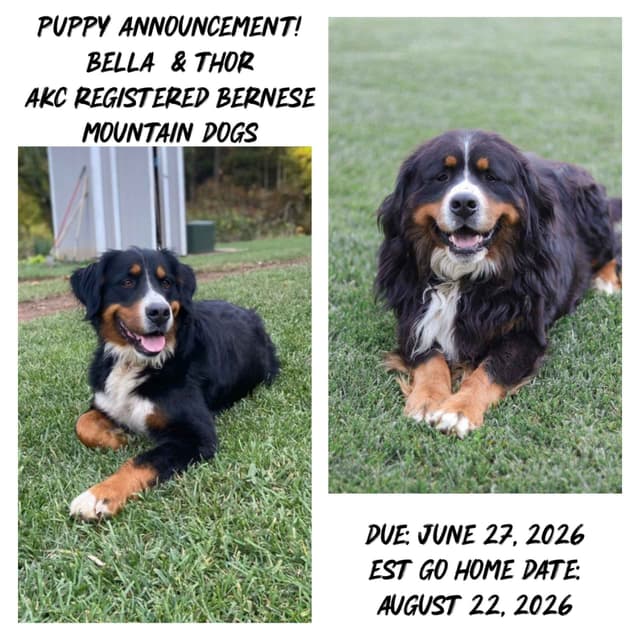 Bernese Mountain Dog Puppies media 2