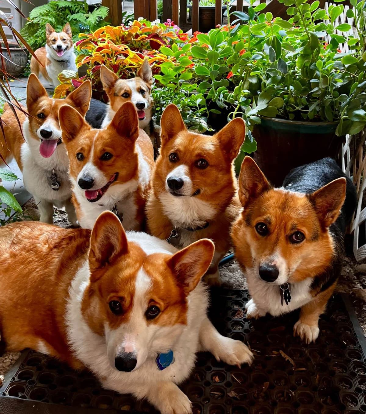 Pembroke Welsh Corgi Puppies breeder image 1