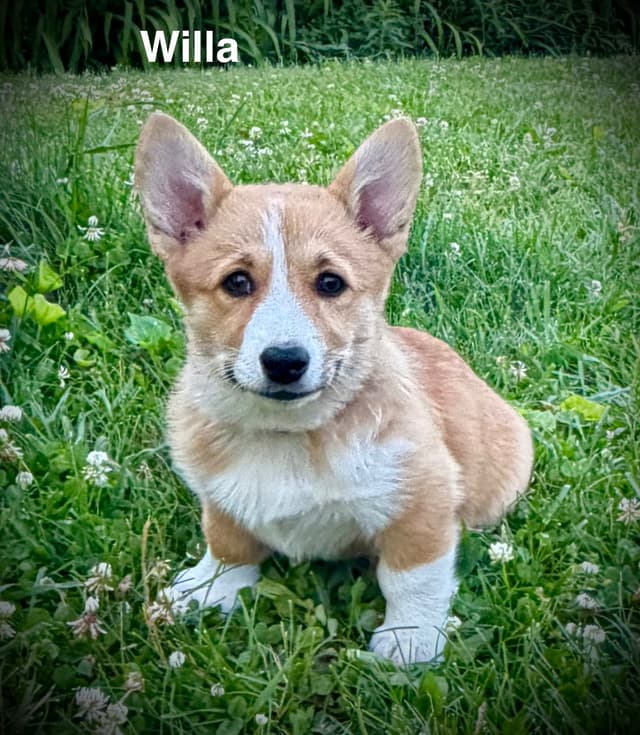 Pembroke Welsh Corgi Puppies media 2