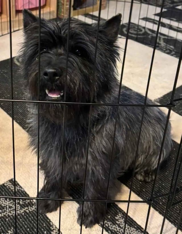 Cairn Terrier Puppies media 2