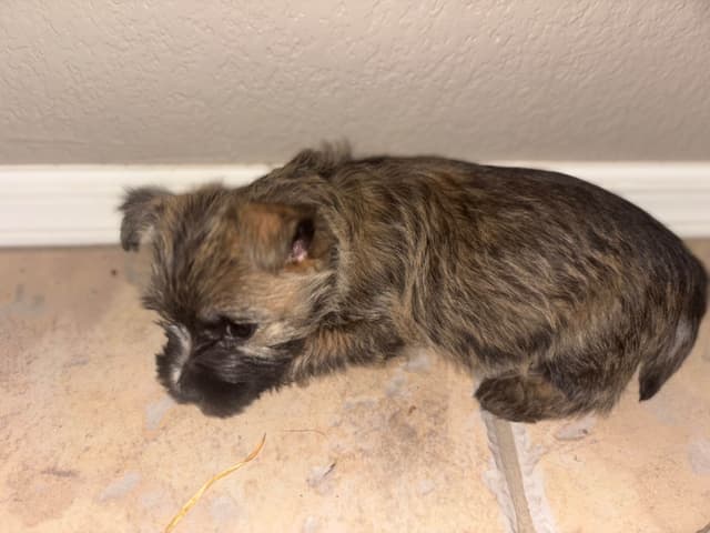 Cairn Terrier Puppies media 3