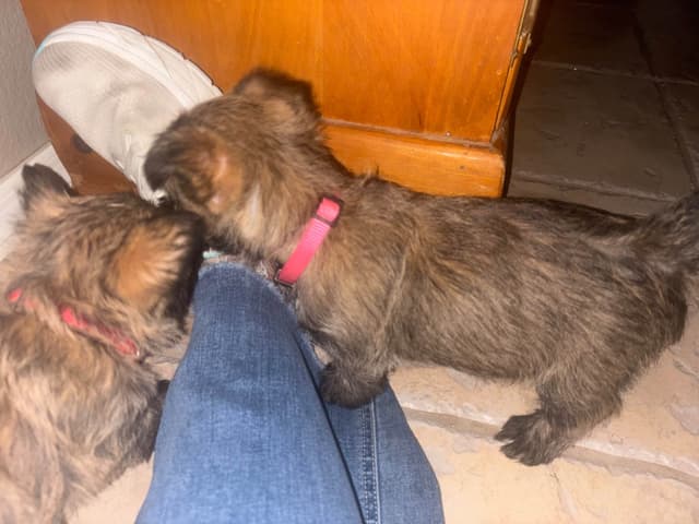 Cairn Terrier Puppies media 4