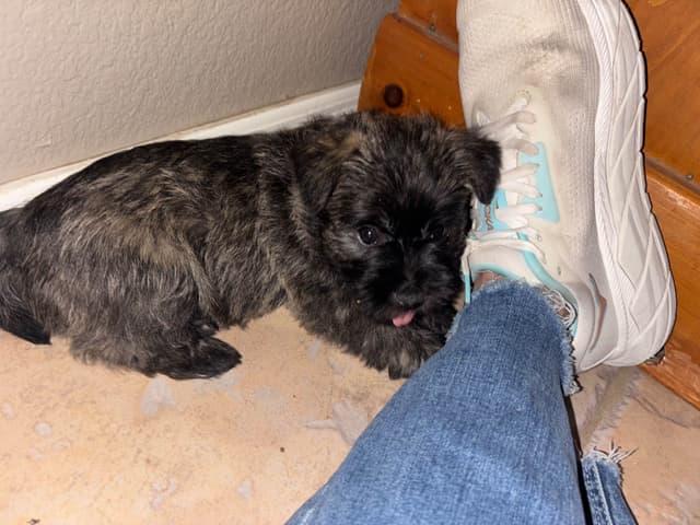 Cairn Terrier Puppies media 5