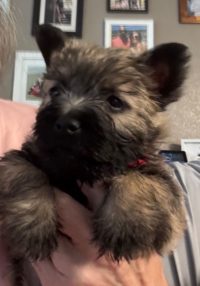 Cairn Terrier Puppies media 7