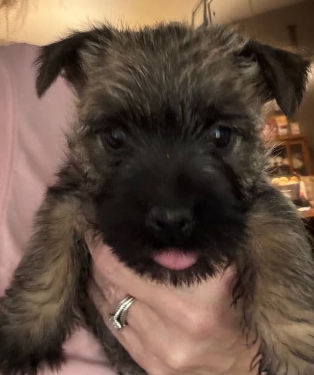 Cairn Terrier Puppies media 6