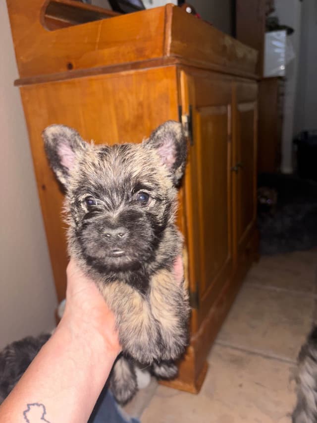 Cairn Terrier Puppies media 11