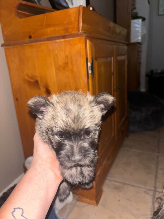 Cairn Terrier Puppies media 8