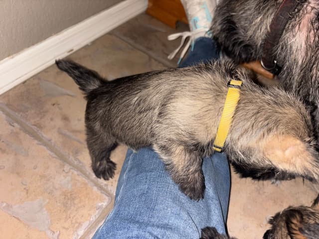 Cairn Terrier Puppies media 9