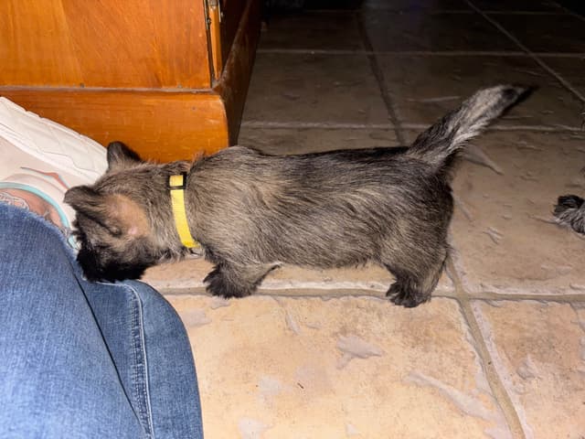Cairn Terrier Puppies media 12