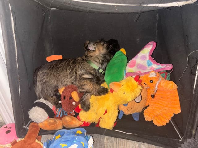 Cairn Terrier Puppies media 10