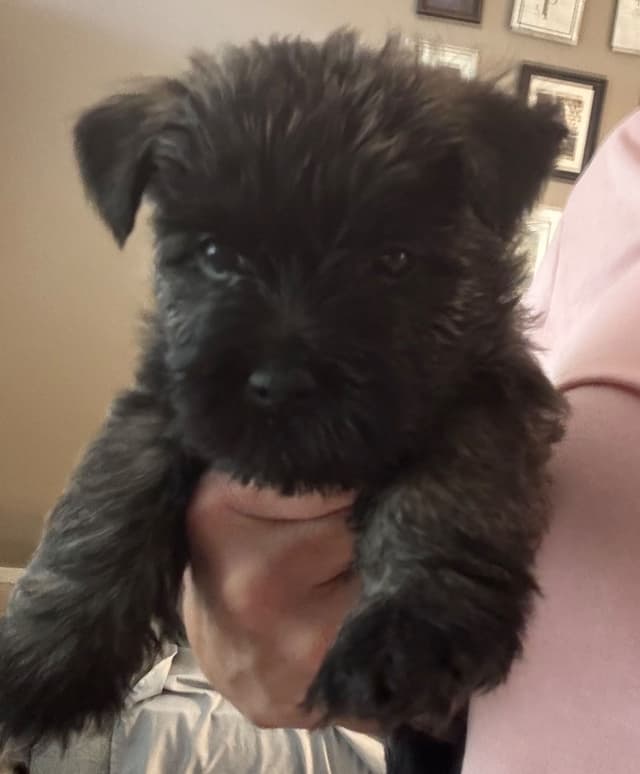 Cairn Terrier Puppies media 13
