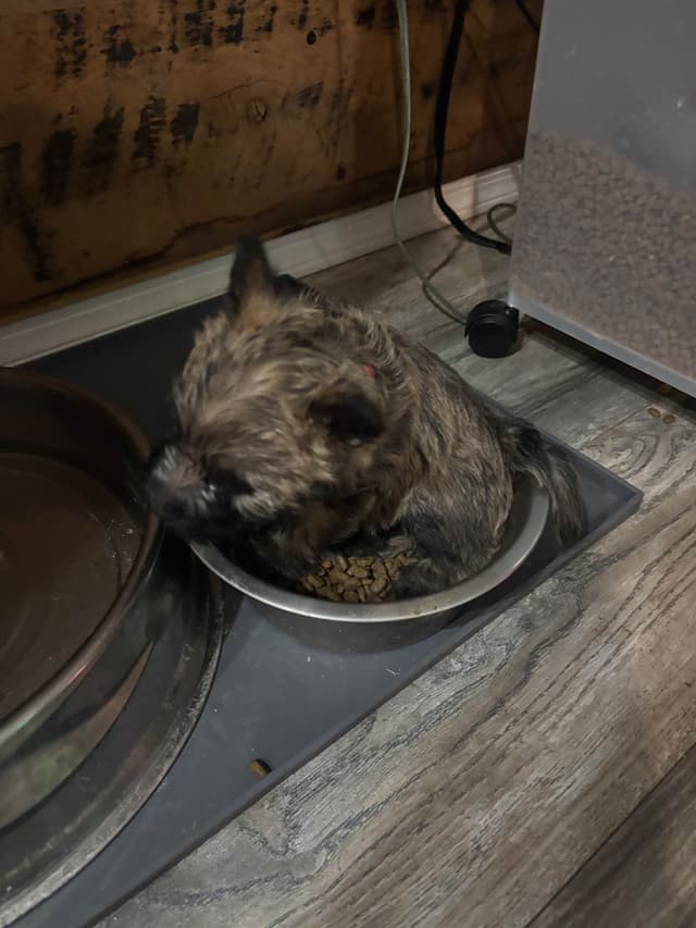 Cairn Terrier Puppies media 16