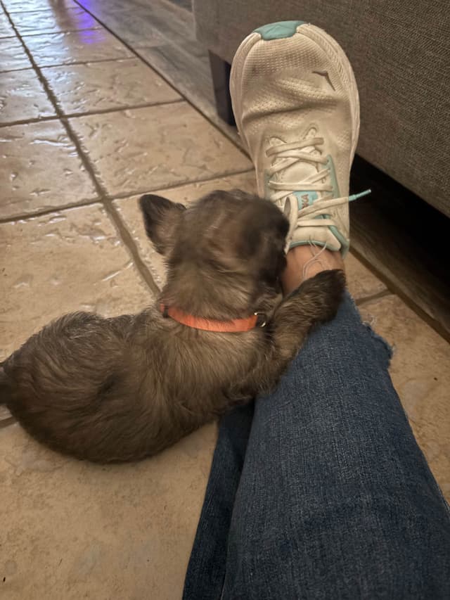 Cairn Terrier Puppies media 15