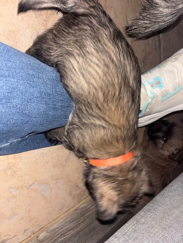 Cairn Terrier Puppies media 17