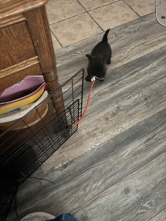 Cairn Terrier Puppies media 18