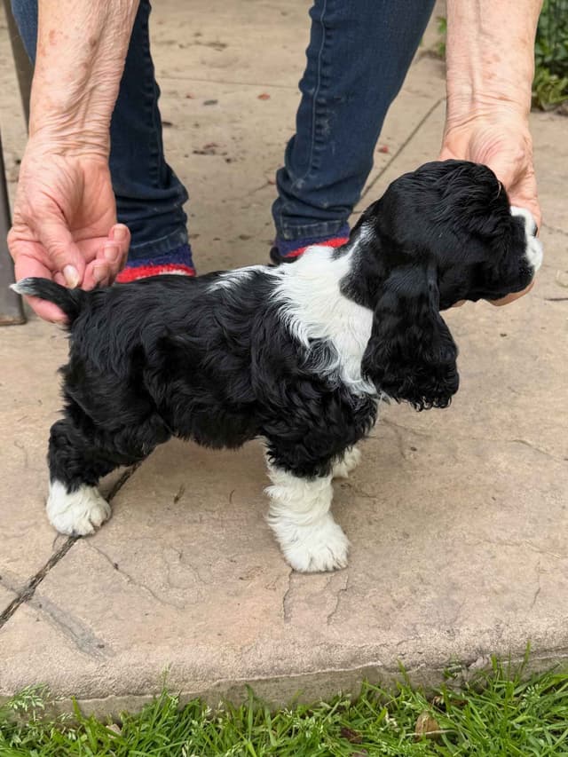 Cocker Spaniel Puppies media 2