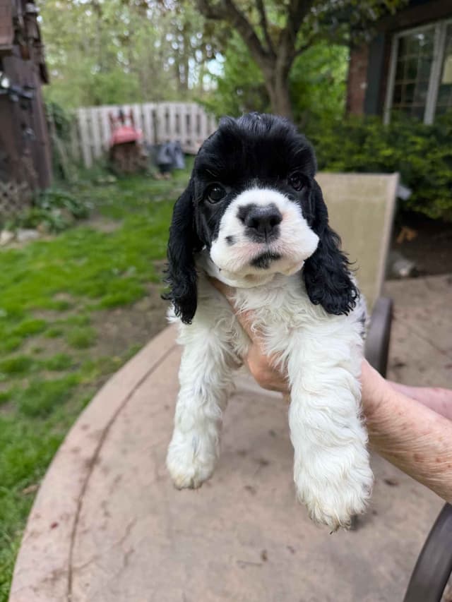 Cocker Spaniel Puppies media 3