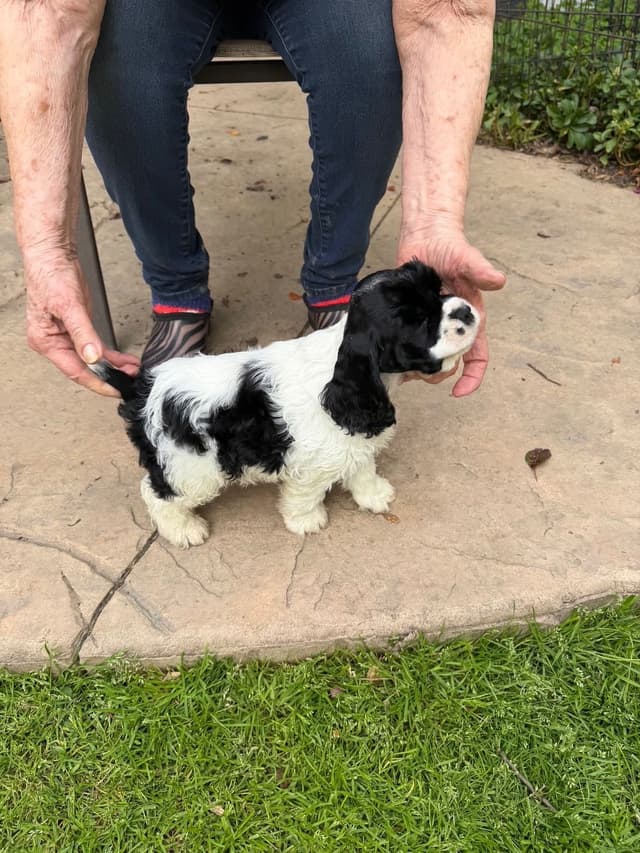 Cocker Spaniel Puppies media 4