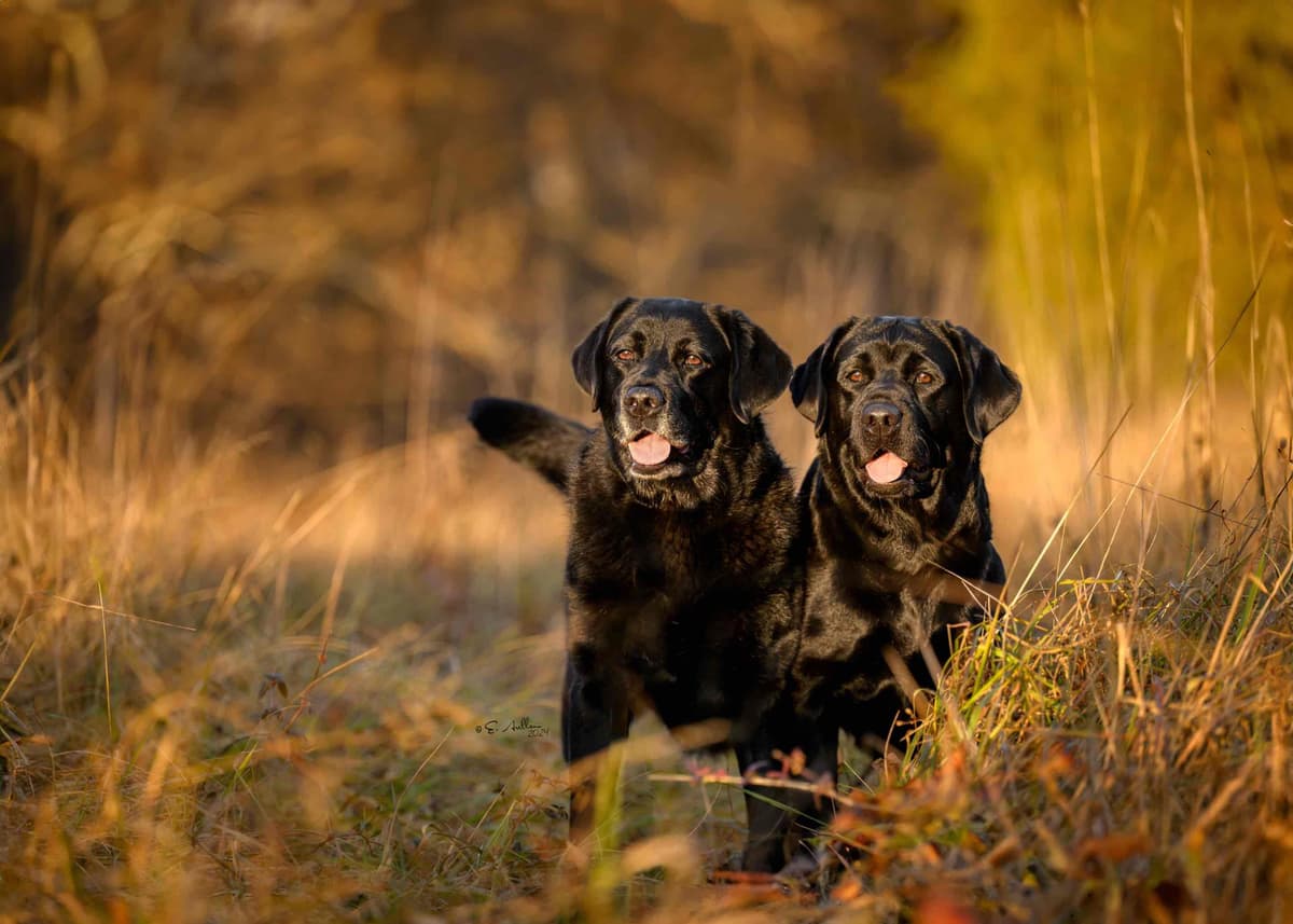 Labrador Retriever Puppies breeder image 2