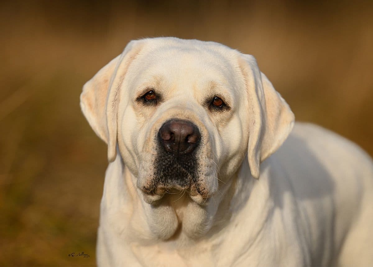 Labrador Retriever Puppies breeder image 1
