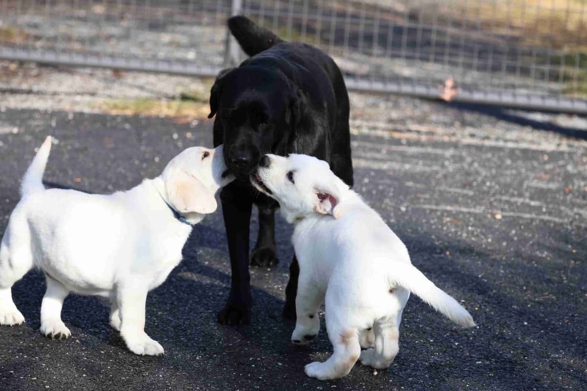 Labrador Retriever Puppies breeder image 3