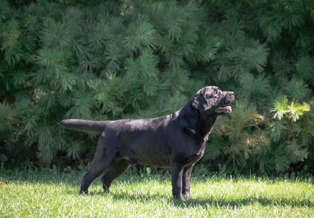 Labrador Retriever Puppies media 2