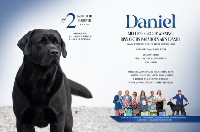 Labrador Retriever Puppies media 3