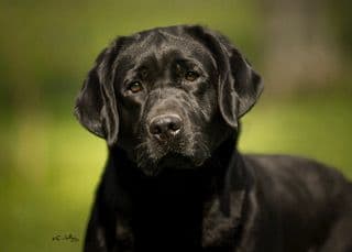 Labrador Retriever Puppies media 4