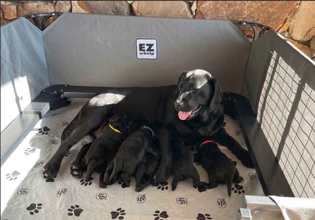 Labrador Retriever Puppies media 6