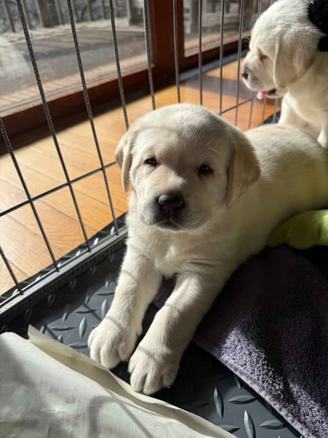Labrador Retriever Puppies media 8