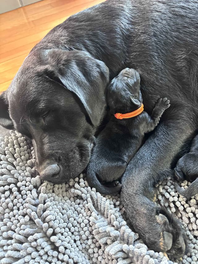 Labrador Retriever Puppies media 9