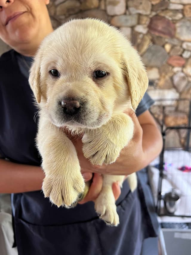 Labrador Retriever Puppies media 11