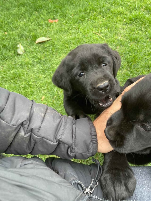 Labrador Retriever Puppies media 12