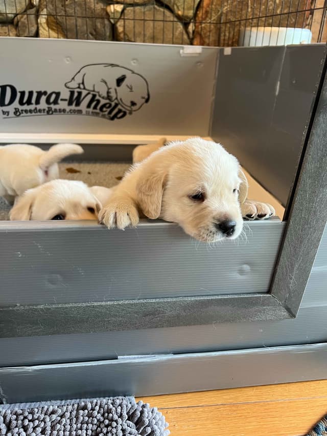 Labrador Retriever Puppies media 13