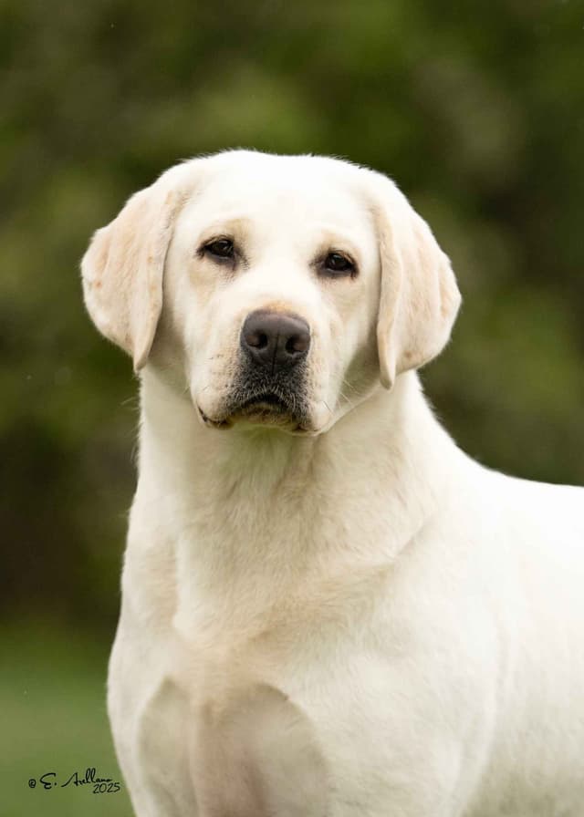 Labrador Retriever Puppies! media 2