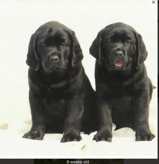 Labrador Retriever Puppies! media 3