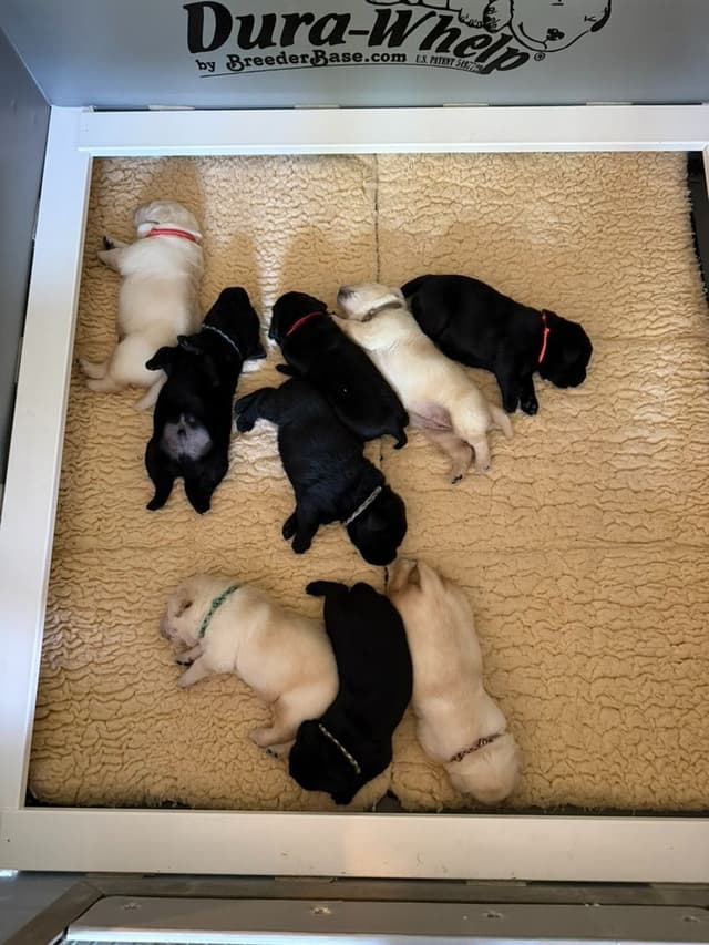 Labrador Retriever Puppies! media 4